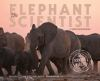The_elephant_scientist